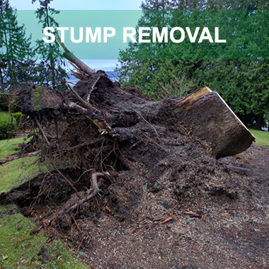 stump removal ct
