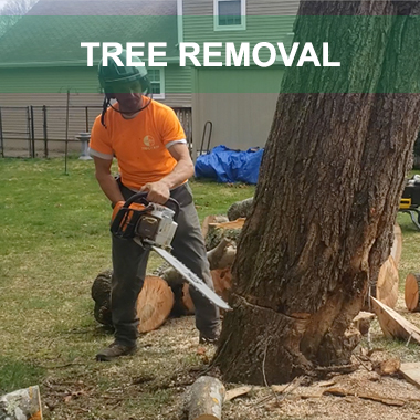 tree removal ct