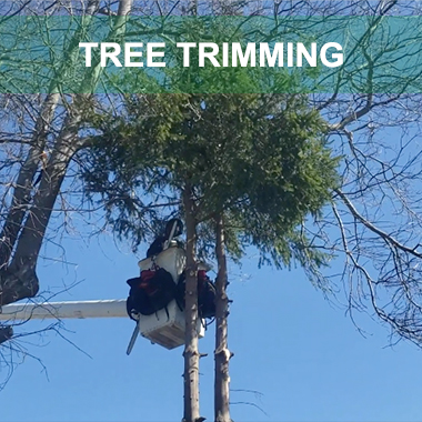 tree trimming ct