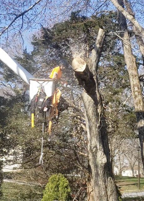 emergency tree removal ct