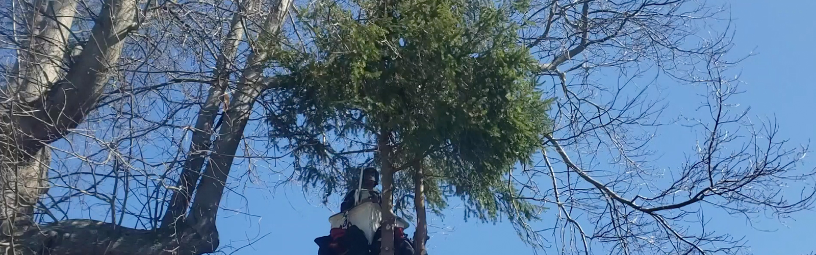 tree trimming ct