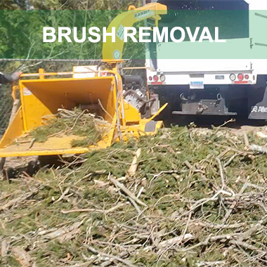 brush and tree removal