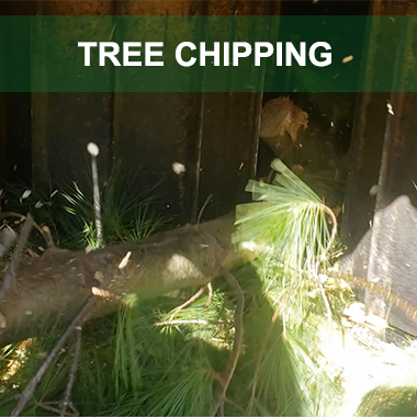 tree chipping ct